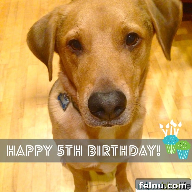 Peanut Butter Pupcake Delight 4 Dog Birthday Party with Peanut Butter Pupcakes