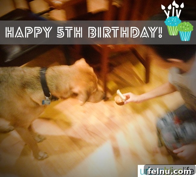 Peanut Butter Pupcake Delight 5 Dog Eating a Peanut Butter Pupcake