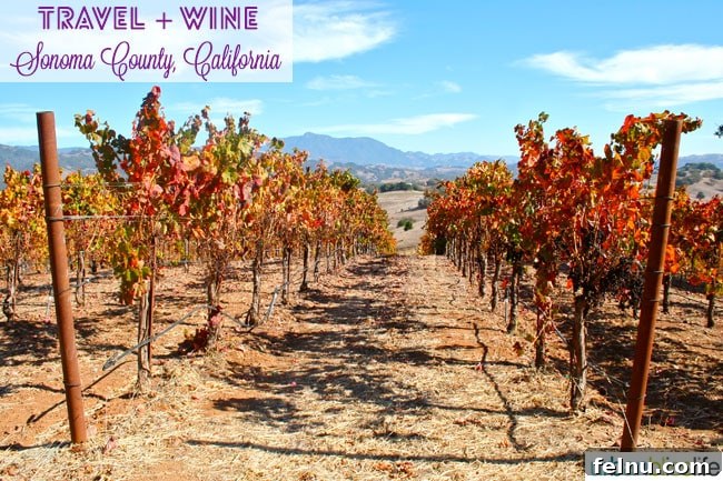 Sonoma Wine Country Explored: A Traveler's First Taste 11 Sonoma County Vineyards