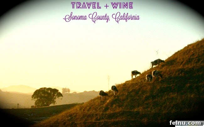 Sonoma Wine Country Explored: A Traveler's First Taste 12 Sonoma County Farmland