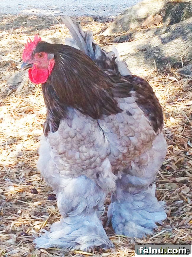 Inman Family Wines: A Sonoma Story 6 Howard the Rooster at Inman Family Wines, Sonoma, California