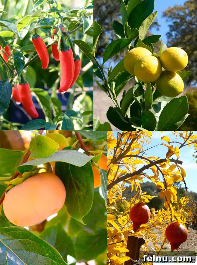 Jordan Winery: A Sonoma Legacy 8 Jordan Estate Winery fruits and vegetable garden