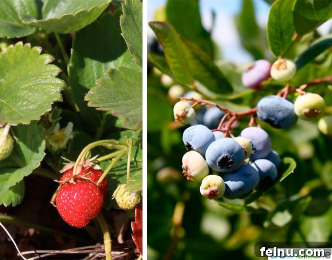Unger Farms Fields - Strawberries and Blueberries