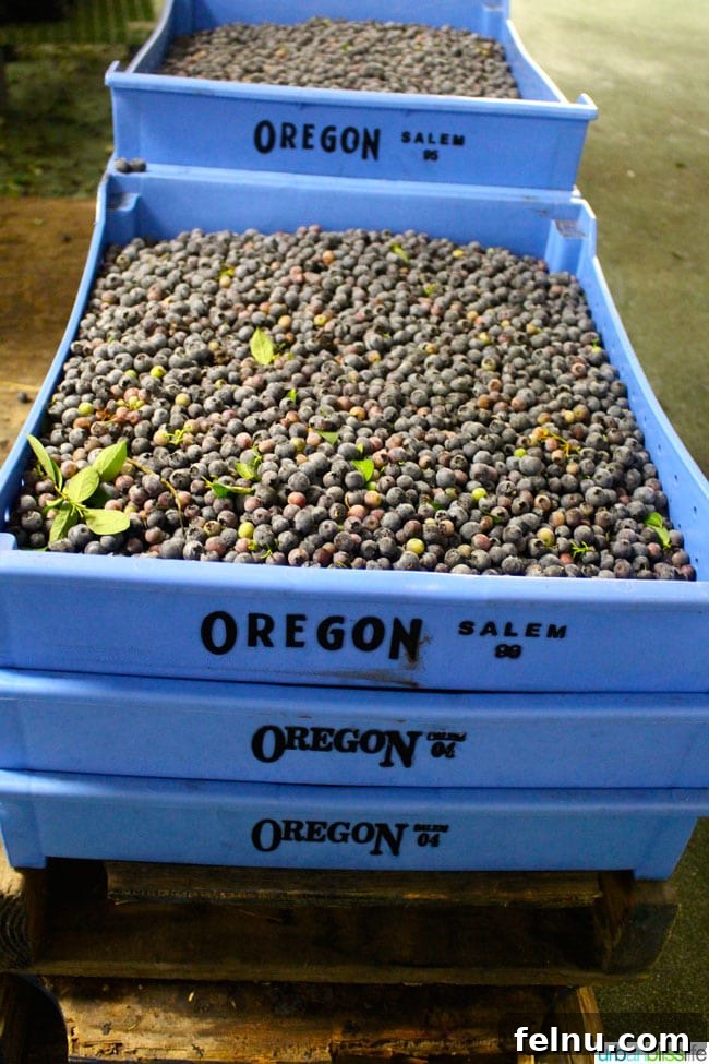 Oregon Fruit Products Berries in Bins