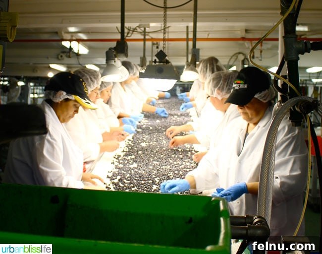 Oregon Fruit Products Assembly Line
