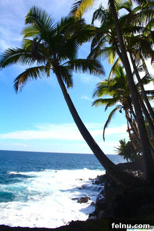 The Big Island of Hawaii: An Explorer's Guide 2 Vibrant palm trees against a blue sky on Hawaii Island