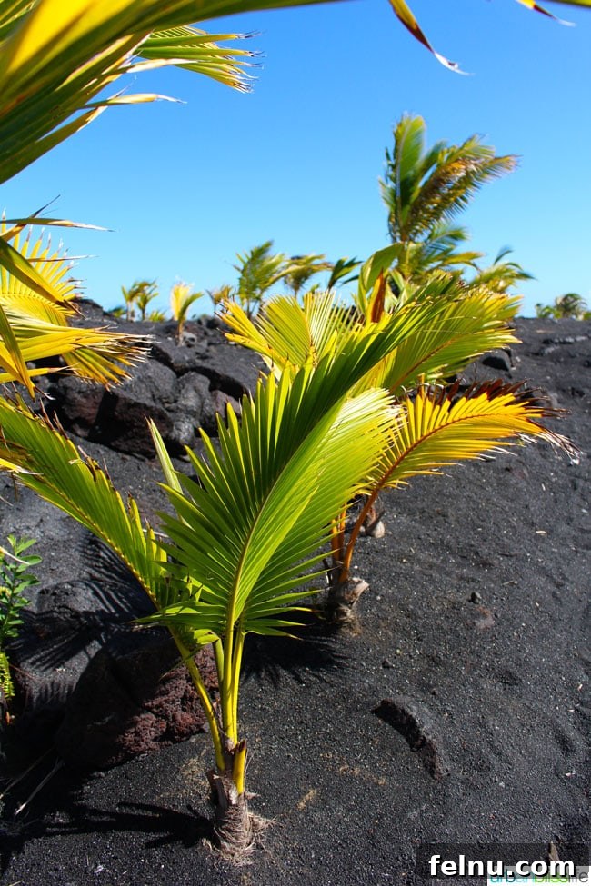 The Big Island of Hawaii: An Explorer's Guide 16 Beautiful black sand beach with waves crashing, Hawaii