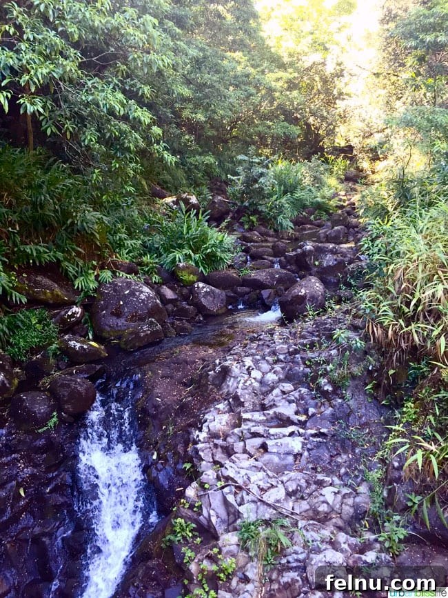 Big Island Adventures: Exploring Hawaii's Diverse Activities 11 Waterfall along the Kohala Ditch trails