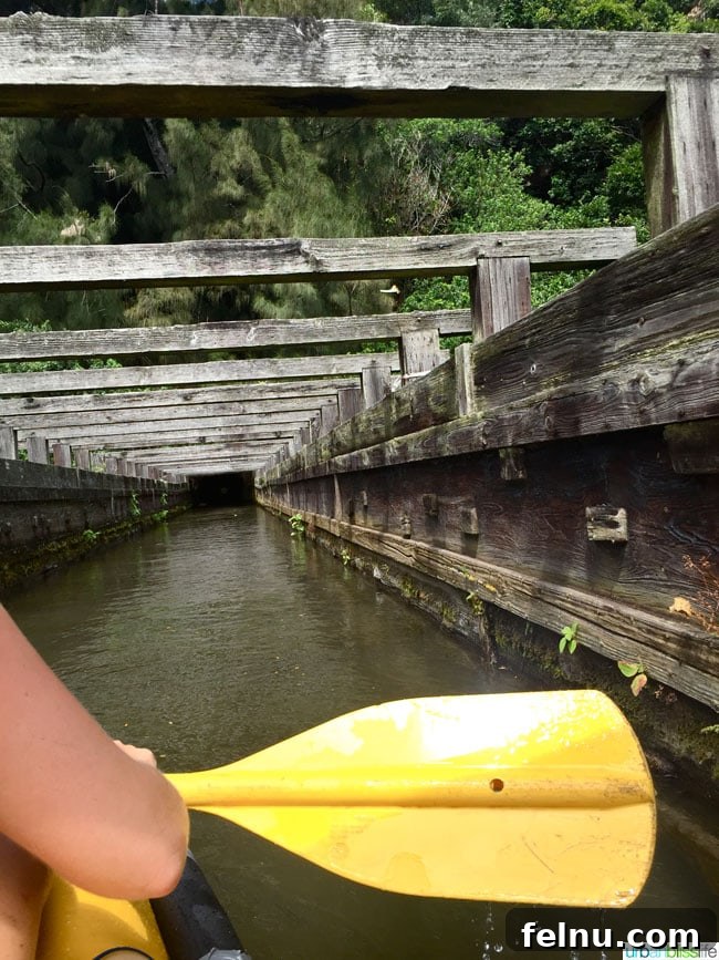 Big Island Adventures: Exploring Hawaii's Diverse Activities 12 Kohala Ditch canal on the Big Island