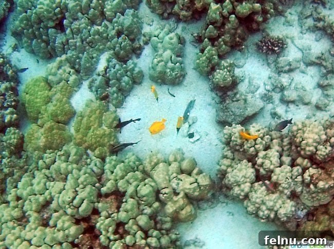 Big Island Adventures: Exploring Hawaii's Diverse Activities 5 Colorful fish spotted while snorkeling in Hawaii
