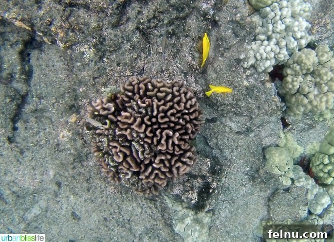 Big Island Adventures: Exploring Hawaii's Diverse Activities 6 Intriguing reef formations during a snorkeling adventure