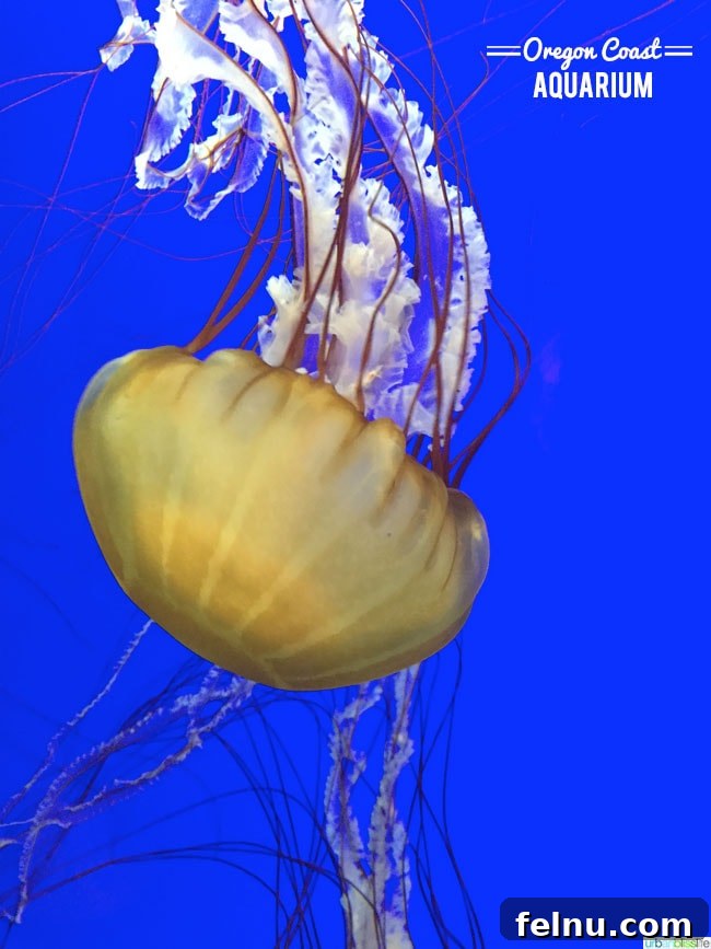 Oregon Coast Marine Life Odyssey 3 Oregon Coast Aquarium Jellyfish Display