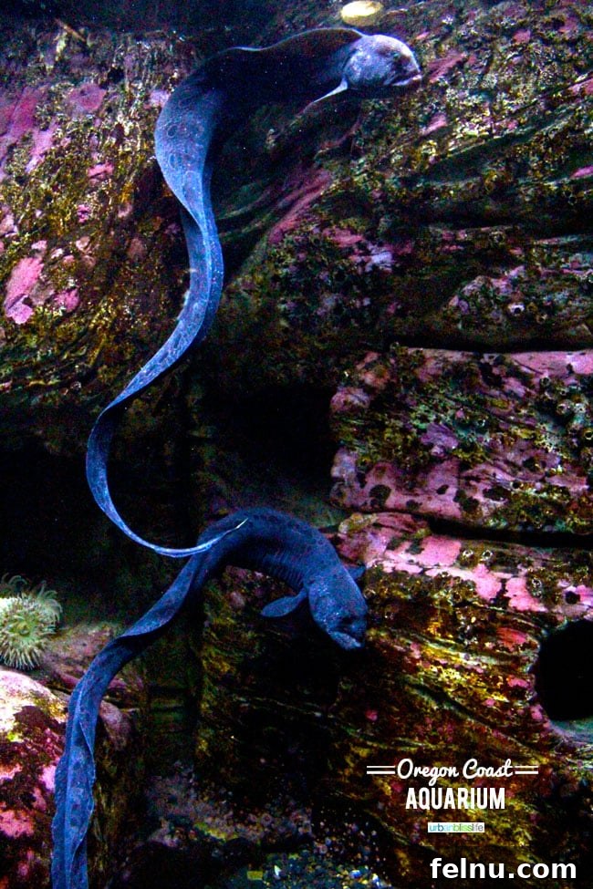 Oregon Coast Marine Life Odyssey 5 Oregon Coast Aquarium Wolf Eels, Newport Oregon