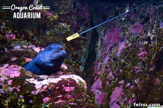 Oregon Coast Marine Life Odyssey 6 Oregon Coast Aquarium Wolf Eel Feeding, Newport Oregon