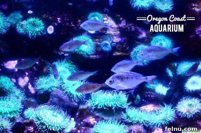 Oregon Coast Marine Life Odyssey 10 Oregon Coast Aquarium Neon Fish, Newport Oregon