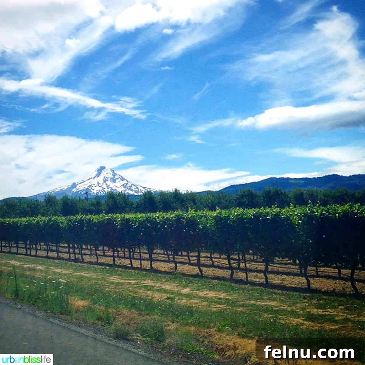 Rose City to Gem State A Northwest Drive 5 Mount Hood majestically overlooking vineyards in Hood River, offering a picturesque stop on the road trip.