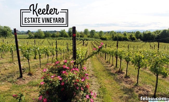 Keeler Estate: A Willamette Valley Gem 16 Pink flowers at Keeler Estate Vineyards