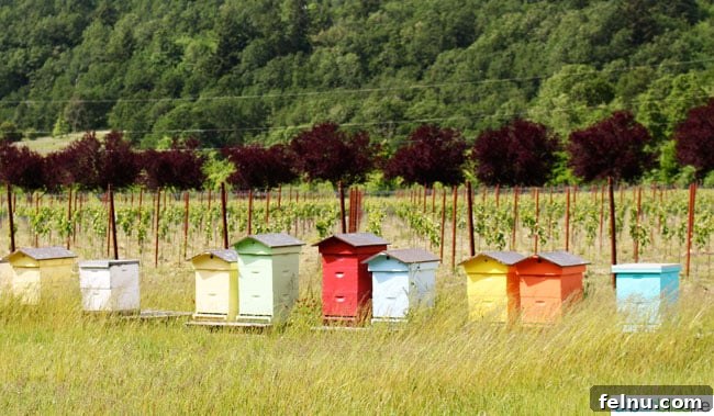 Keeler Estate: A Willamette Valley Gem 6 Beehives at Keeler Estate Vineyards