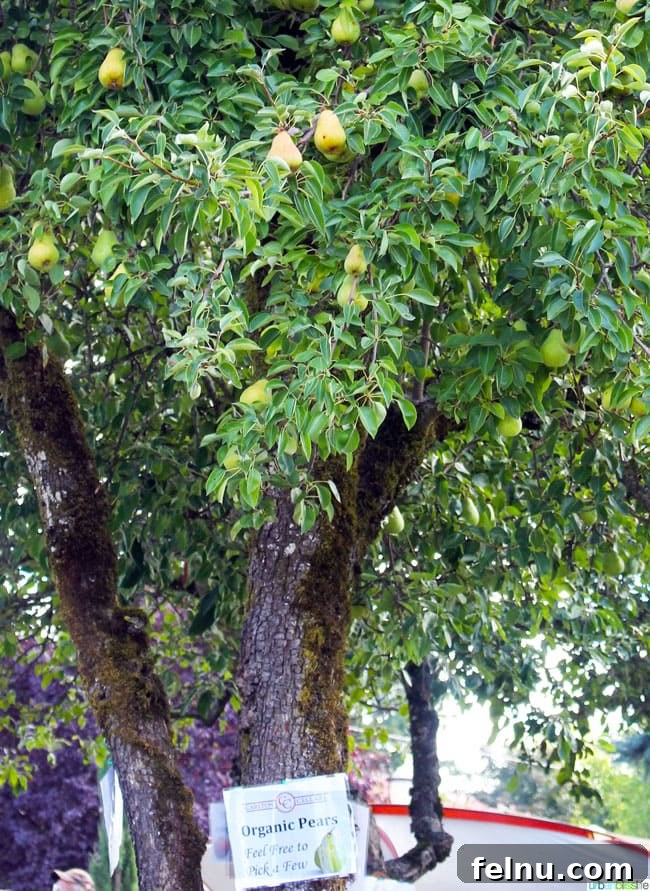 Pear Tree at Carlton Cellars