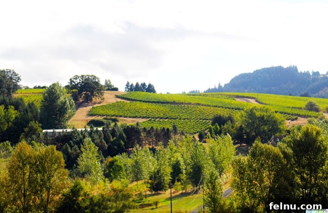 Scenic Views of Stoller Winery