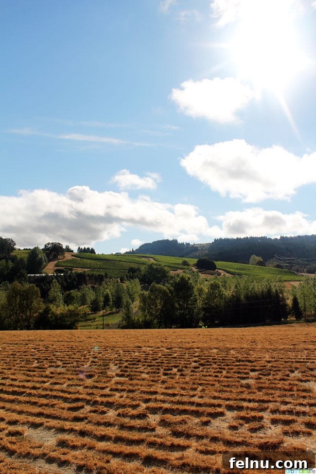 Lush Vineyards Along the Race Route