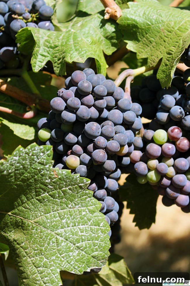 Stoller Winery Marks Two Decades of Excellence 15 Wine Grapes: The Promise of a Great Vintage