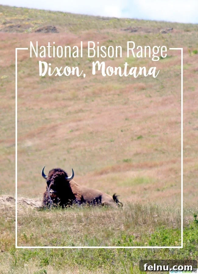 Montana's Majestic Bison Realm 2 National Bison Range: A Haven for Bison in Montana, UrbanBlissLife.com