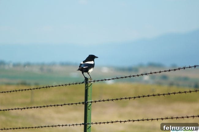 Montana's Majestic Bison Realm 11 Majestic magpie perched in National Bison Range, Montana