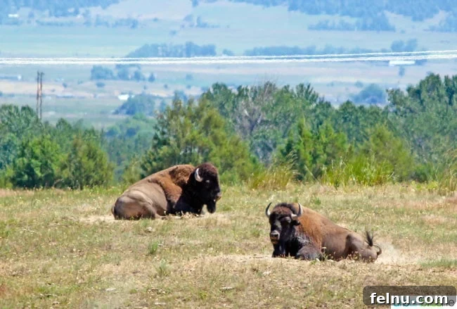 Montana's Majestic Bison Realm 12 Two magnificent bison grazing at National Bison Range in Montana