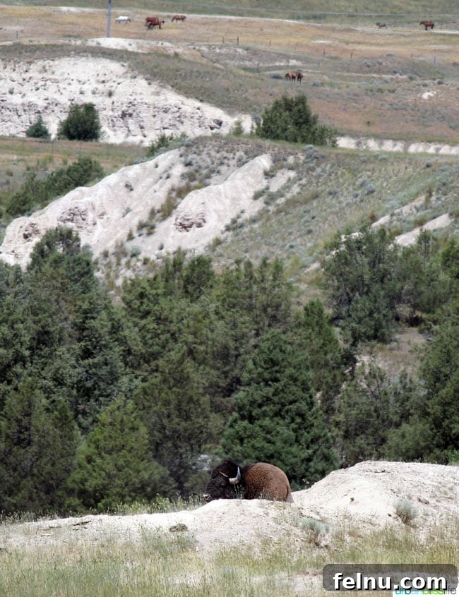 Montana's Majestic Bison Realm 14 Lone bison standing majestically at National Bison Range in Montana
