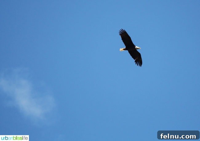Montana's Majestic Bison Realm 15 Bald eagle soaring over National Bison Range in Montana