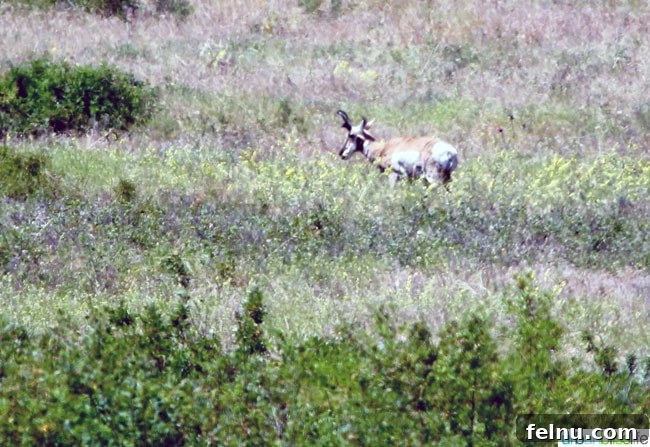 Montana's Majestic Bison Realm 10 Graceful pronghorn antelope spotted at National Bison Range, Montana
