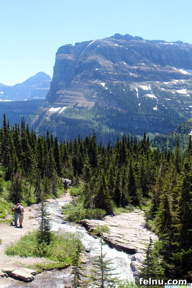 Exploring the Crown of the Continent 6 Winding road through a dense forest with tall trees, leading towards a sun-drenched mountainous backdrop