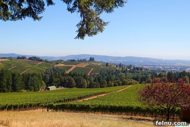 Knudsen Family Estate 2 Scenic View from Knudsen Vineyard