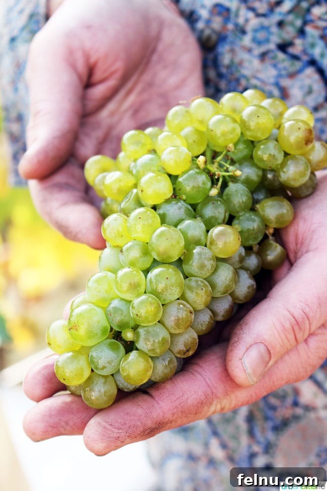 Raptor Ridge Vineyards 2 White wine grapes at Raptor Ridge Winery