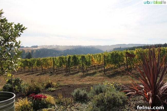 Raptor Ridge Vineyards 4 Vineyards at Raptor Ridge Winery