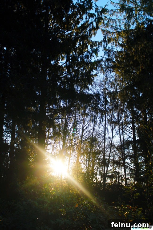 Oregon Shores Glamorous Getaway 14 oregon forest