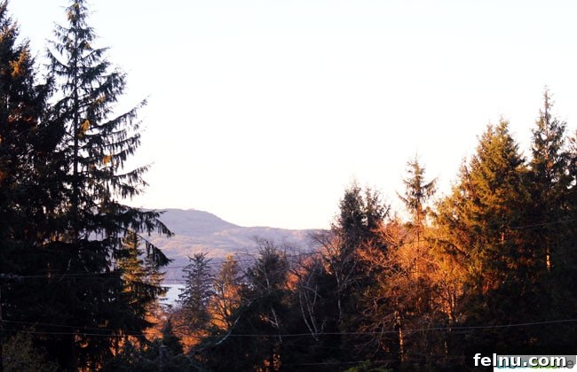 Oregon Shores Glamorous Getaway 15 oregon forest