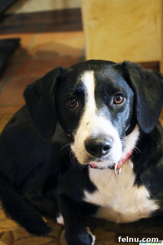 Discover Va Piano Winery Walla Wallas Premier Vineyard 4 Friendly black and white vineyard dog at Va Piano Winery