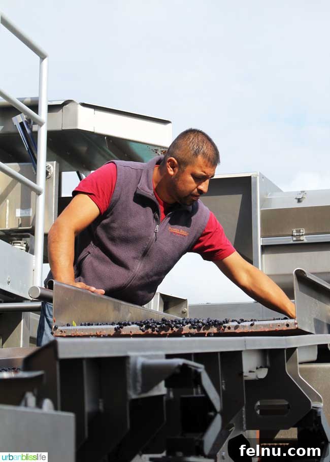 Walla Walla's Pepper Bridge Winery 7 A high-tech optical grape sorting machine in operation at Pepper Bridge Winery, illustrating the meticulous selection process for premium grapes.