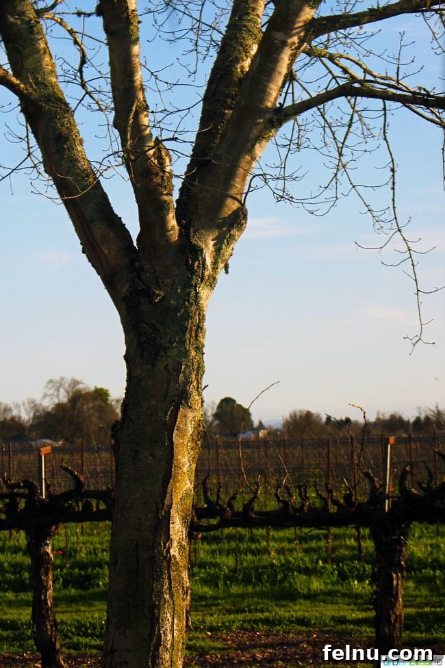 Vintners Inn Your Santa Rosa Escape 12 Stunning view of a California vineyard from Vintners Inn.