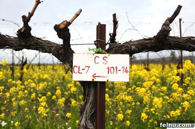 Rodney Strong Vineyards Your Sonoma Wine Escape 12 Vibrant green grapevines at Rodney Strong Sonoma County vineyard