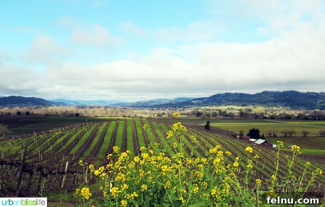 Rodney Strong Vineyards Your Sonoma Wine Escape 13 Yellow wildflowers blooming in front of picturesque vineyards at Rodney Strong