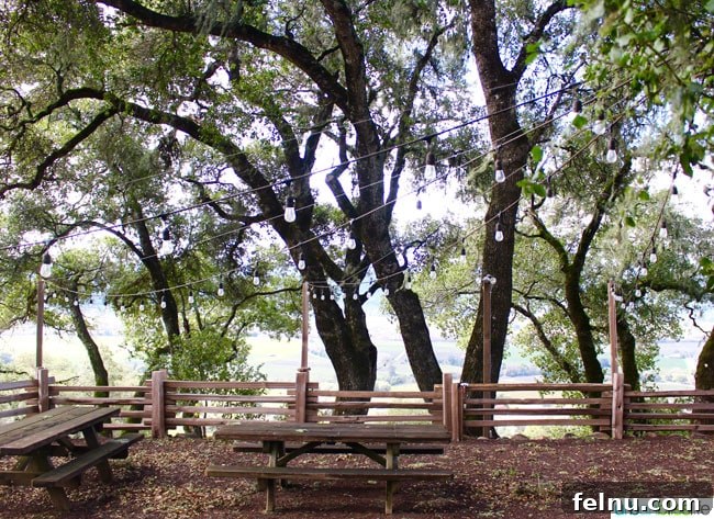 Rodney Strong Vineyards Your Sonoma Wine Escape 14 Charming picnic area with string lights and bocce ball court at Rockaway Vineyard
