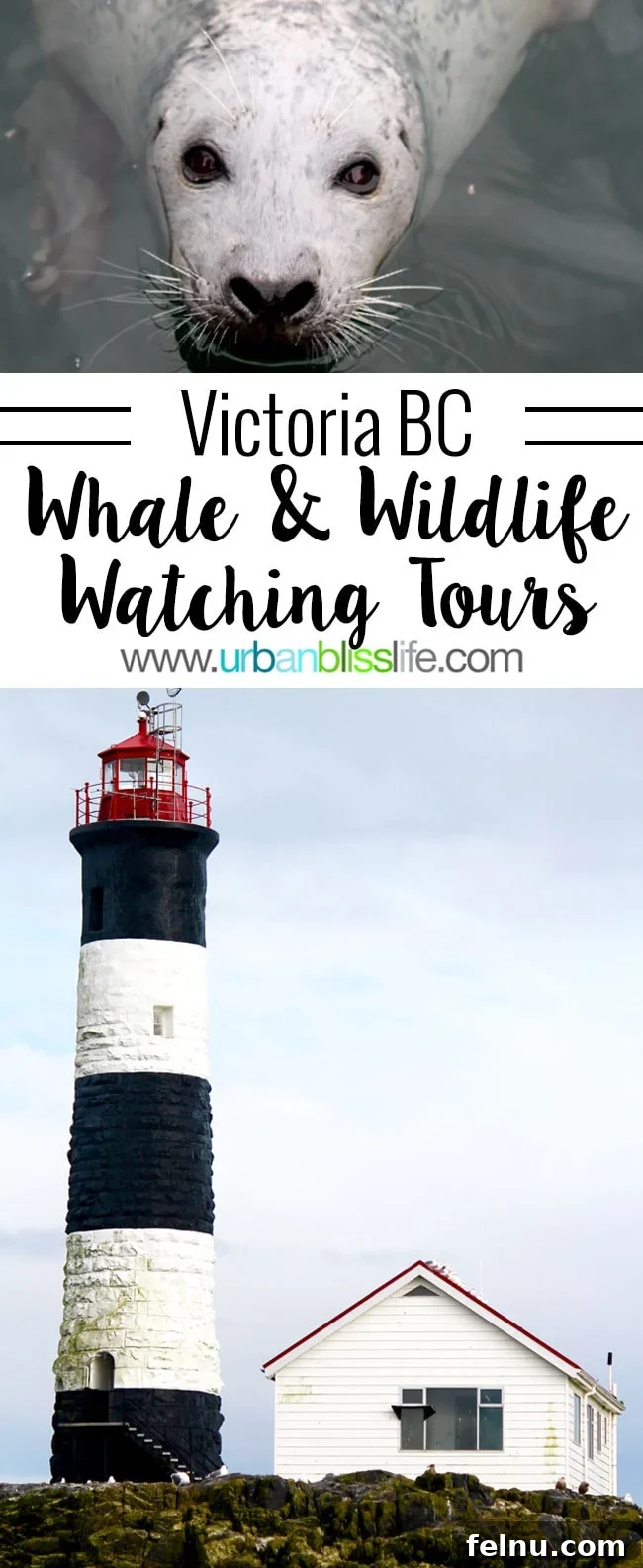 Whale Watching Adventures in Victoria 2 Whale and Wildlife Watching Tours in Victoria BC