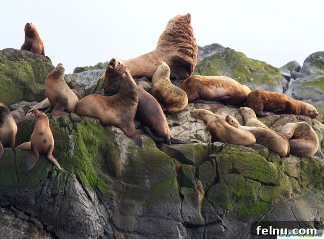 Whale Watching Adventures in Victoria 13 California Seals and Stellar Sea Lions near Race Rocks