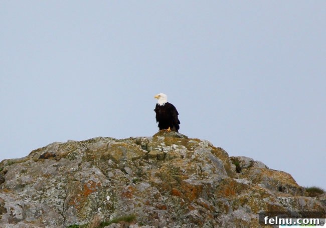 Whale Watching Adventures in Victoria 14 Bald Eagle in Victoria, BC
