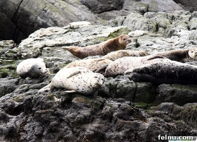 Whale Watching Adventures in Victoria 15 Harbor Seals Lounging on Rocks near Race Rocks
