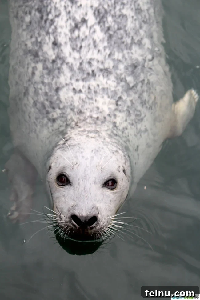 Whale Watching Adventures in Victoria 3 Harbor Seal at Fisherman's Wharf in Victoria, BC