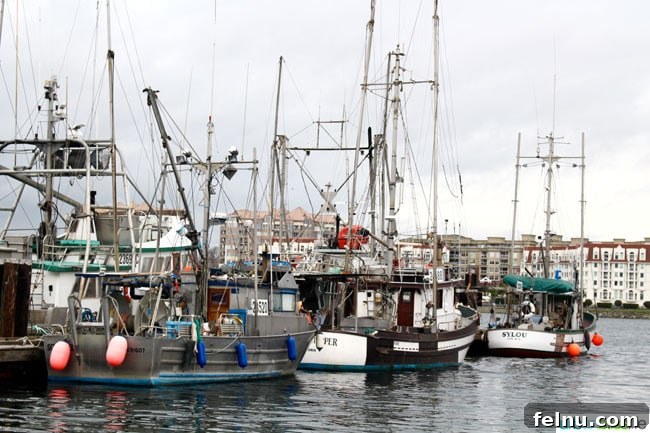 Whale Watching Adventures in Victoria 6 Old Boats at Fisherman's Wharf in Victoria, BC